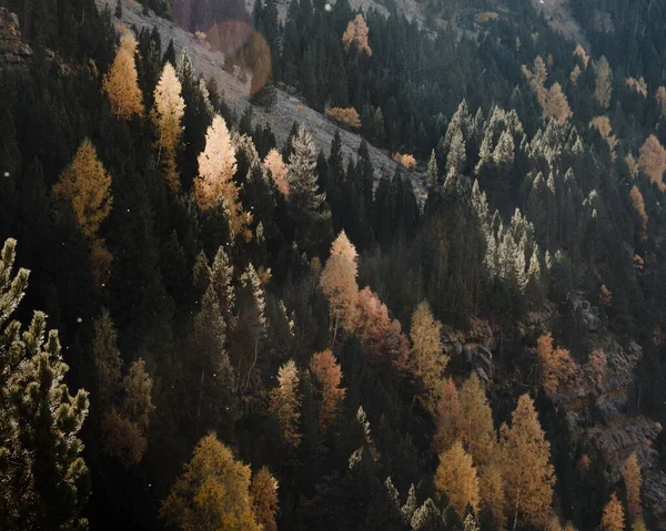 Güzel Yemyeşil Bir Sonbahar Ormanı Kısmen Güneş Işığıyla Aydınlanır — Stok fotoğraf