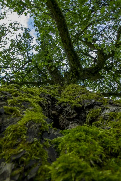 Tiro Ángulo Bajo Del Árbol Verde Musgoso Bosque —  Fotos de Stock