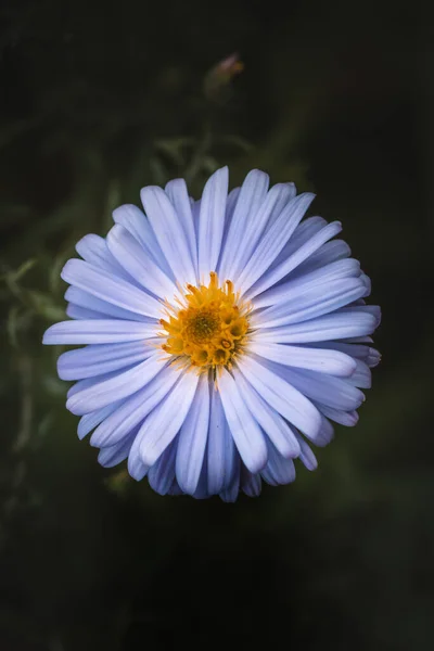 Vertical Closeup Aster Shallow Focus — стоковое фото