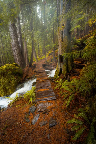 Vertical Shot Narrow Wooden Walkway Forest Covered Greenery Sunlight — Stock Photo, Image