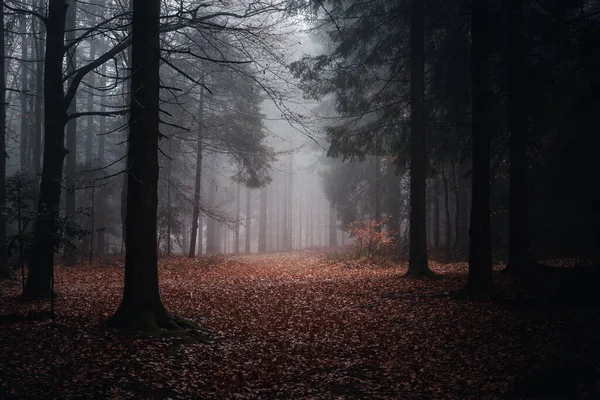 Piękne Ujęcie Ciemnego Tajemniczego Lasu Opadłymi Liśćmi Ziemi Mglisty Jesienny — Zdjęcie stockowe
