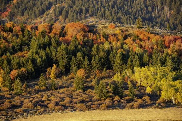 晴れた日には紅葉の美しい高原の風景 — ストック写真