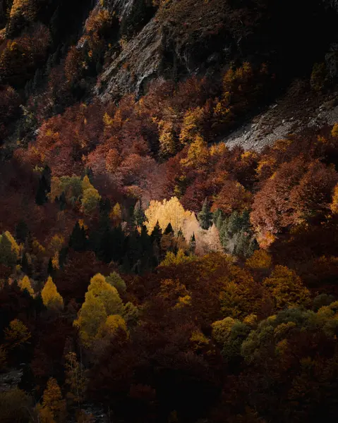 Renkli Bir Sonbahar Ormanının Dikey Çekimi — Stok fotoğraf