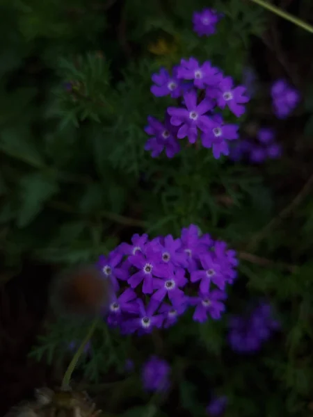 Primer Plano Flores Verbena Púrpura — Foto de Stock