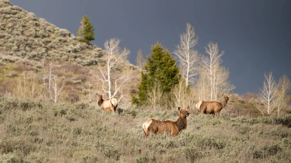 Three Deers Standing Field Surrounded Trees — Stockfoto