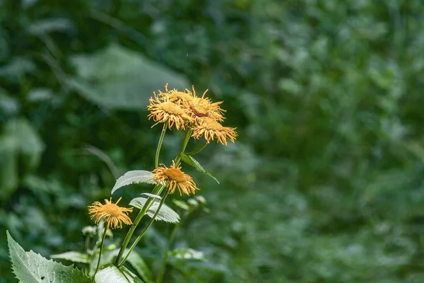 Beautiful View Yellow Ragwort Stinking Willie Wildflowers Field — Stock Photo, Image