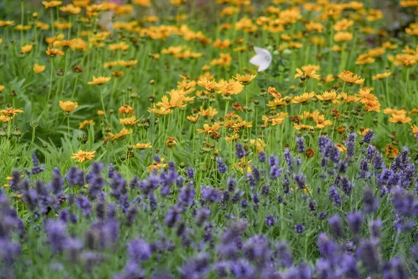 Una Hermosa Vista Ragwort Amarilla Willie Apestoso Lawildflowers Campo —  Fotos de Stock