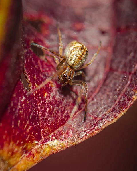 Closeup Shot Araneus Alsine Spider Red Leaf Surface Forest — стоковое фото