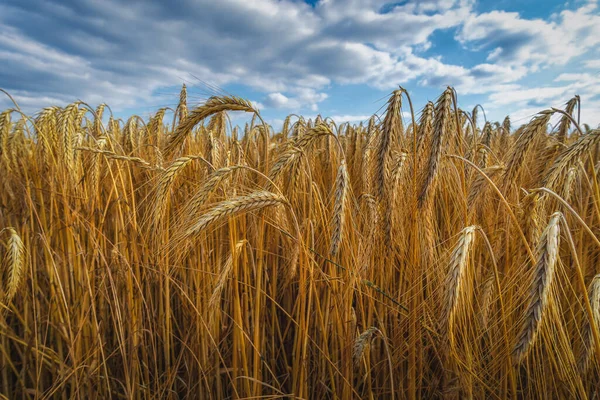 Een Prachtig Uitzicht Rijpe Goudkleurige Tarweplanten Het Veld — Stockfoto