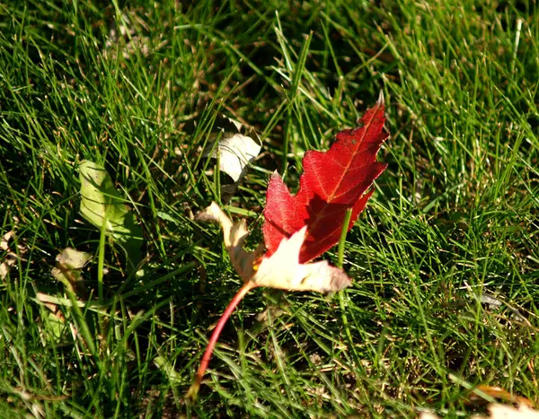 Detailní Záběr Podzimního Listí Trávě — Stock fotografie