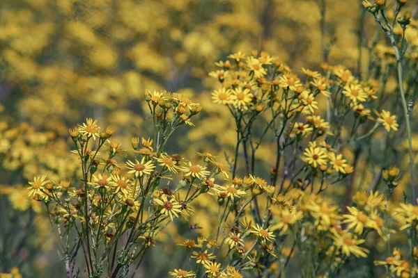 Una Hermosa Vista Ragwort Amarilla Willie Apestoso Flores Silvestres Campo — Foto de Stock