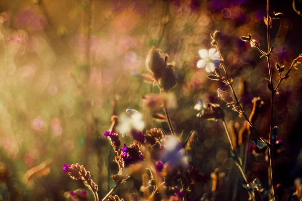 Beautiful View Wildflowers Raindrops Sunlight — Fotografia de Stock