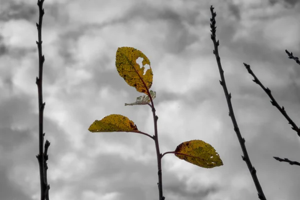 Branch Autumn Leaves Cloudy Sky — Foto Stock