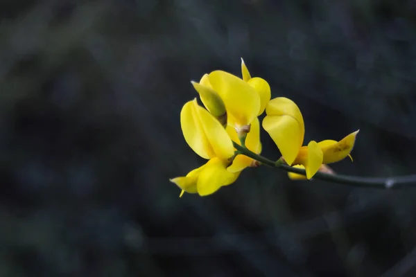 Detailní Záběr Žlutého Květu Rozmazaném Pozadí — Stock fotografie