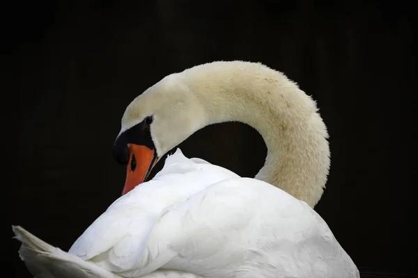 Primer Plano Cisne Blanco — Foto de Stock