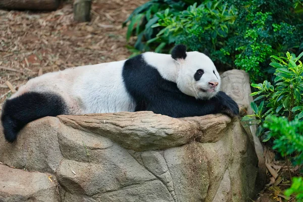 動物園の岩の上に眠るパンダのクローズアップ — ストック写真