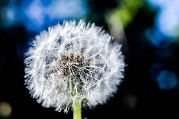 Closeup Shot White Dandelion Growing Park — Foto Stock