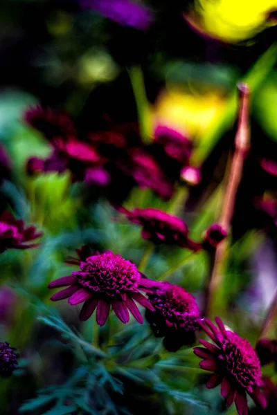 庭の紫色の菊の花の選択 — ストック写真