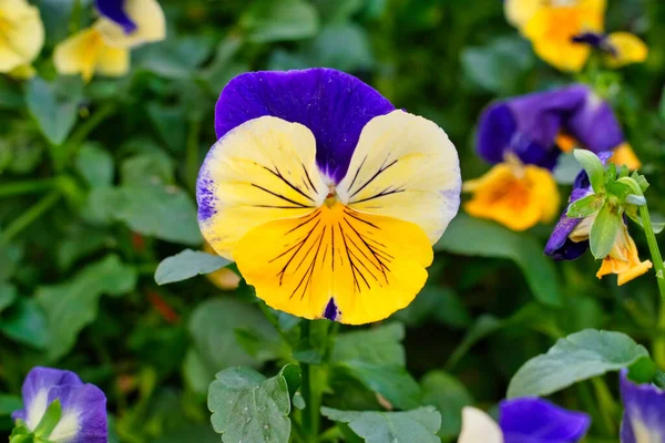 Egy Közeli Kép Viola Tricolor Más Néven Egy Vad Buzi — Stock Fotó