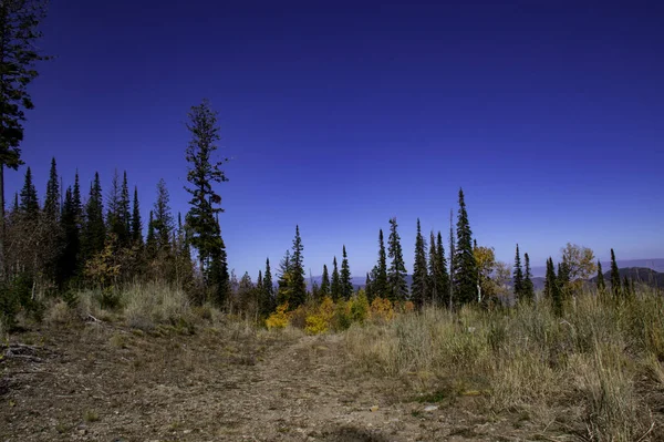 Paisaje Árboles Otoñales Coníferas Altiplano Día Soleado —  Fotos de Stock