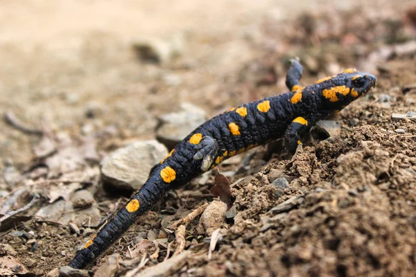 Primer Plano Una Salamandra Fuego Tierra —  Fotos de Stock
