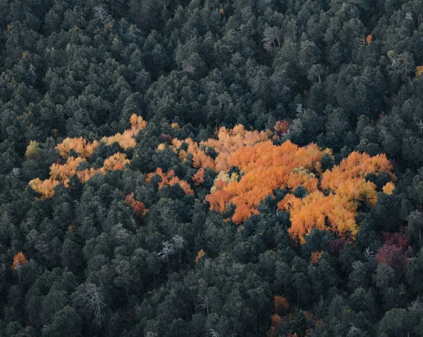 Beautiful Landscape Lush Autumn Forest — Stock Photo, Image