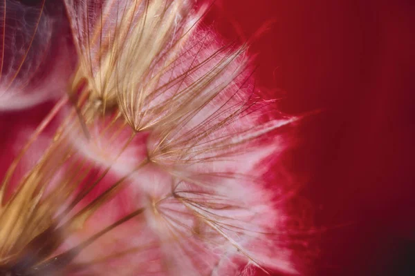 Una Macro Toma Diente León Sobre Fondo Borroso — Foto de Stock