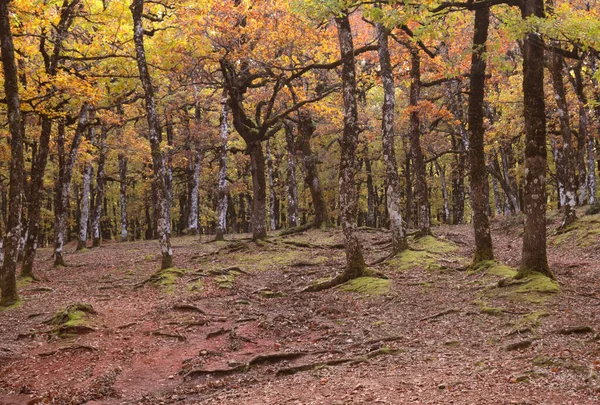 Een Prachtig Uitzicht Het Gouden Foloi Eikenbos Tijdens Herfst Het — Stockfoto