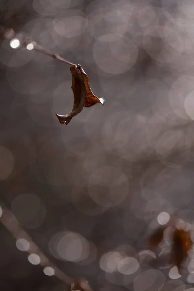 Makró Lövés Őszi Ágak Eső Után Esőcseppek Csillogó Bokeh Háttér — Stock Fotó