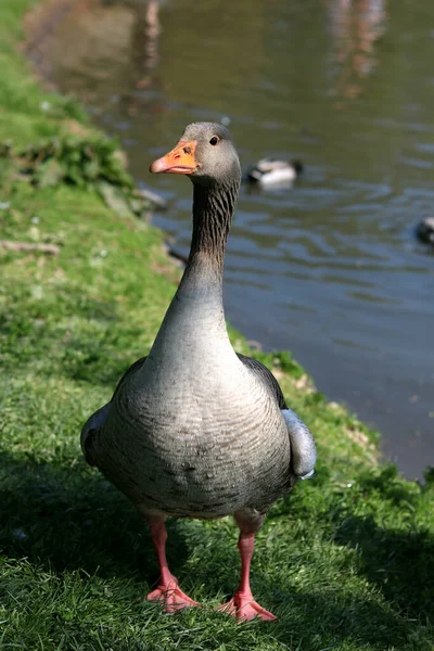 Egy Gyönyörű Kép Egy Aranyos Szürke Kacsáról — Stock Fotó