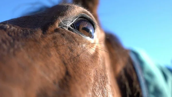 Schattig Paard Natuur Concept Voor Wilde Dieren Ranch Macht — Stockfoto