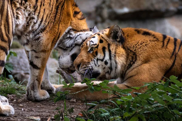 Dos Tigres Grandes Agresivos Hábitat Natural — Foto de Stock