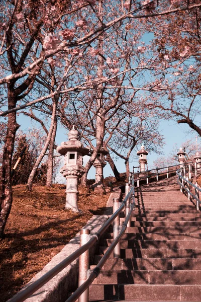 桜と一緒に公園の階段の垂直ショット — ストック写真