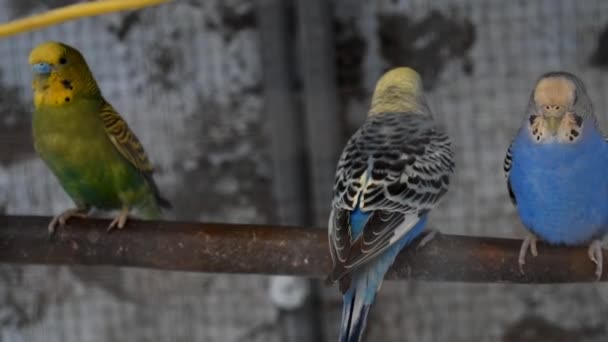 笼中一只美丽的小鸟的特写镜头 — 图库视频影像