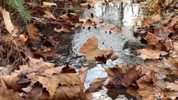 Een Landschap Van Een Herfst Woud Met Gele Loof — Stockvideo