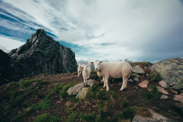 Een Kudde Witte Schapen Grazend Weide Bergen — Stockfoto