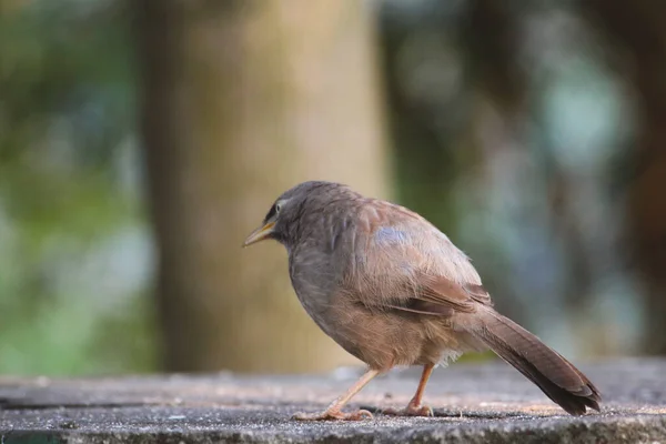 A close-up shot of a Jungle babbler bird perched on a concrete surface in the park during the daytime