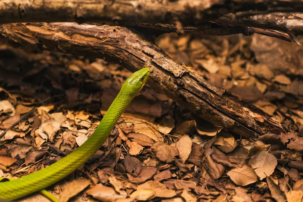 Close Shot Green Snake Fallen Leaves Ground — Stockfoto