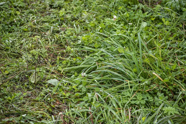 Close Shot Green Grass Growing Lithuanian Meadows Summer — Stockfoto