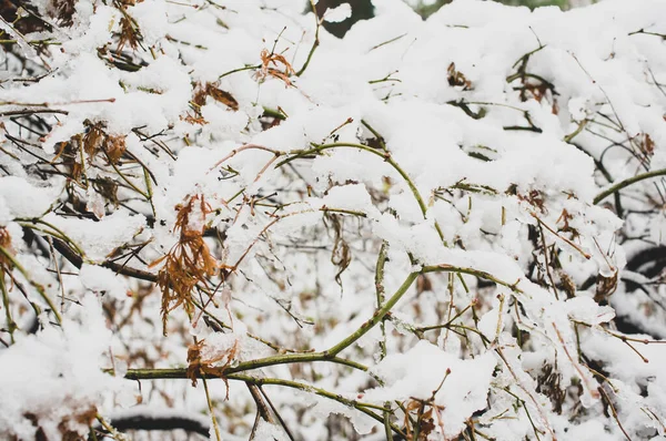 Plantas Inverno Árvores Cobertas Neve — Fotografia de Stock