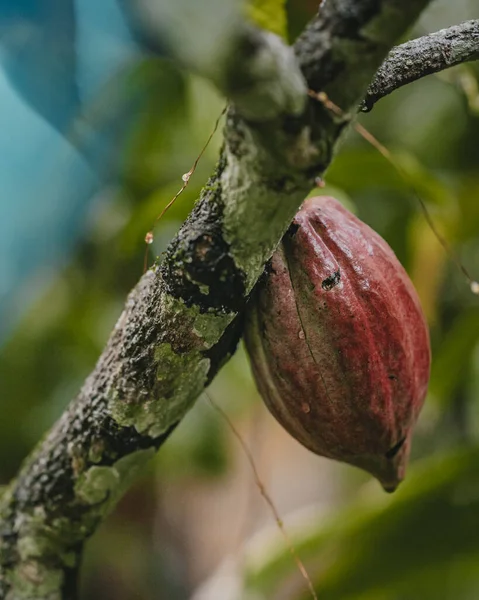 Closeup Cacao Bean Tree — Stockfoto