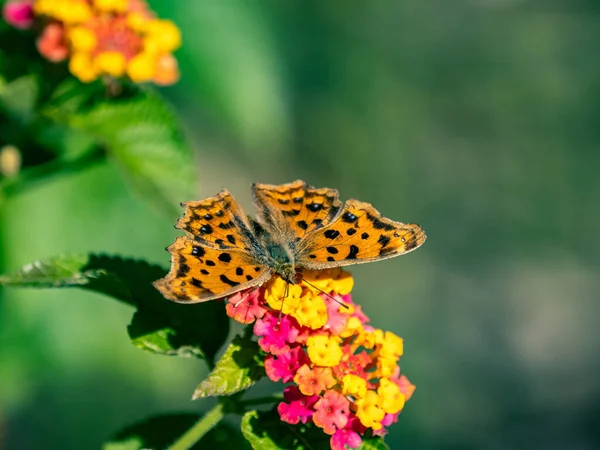 横浜の庭の花に美しいポリゴニアカンマのクローズアップ — ストック写真