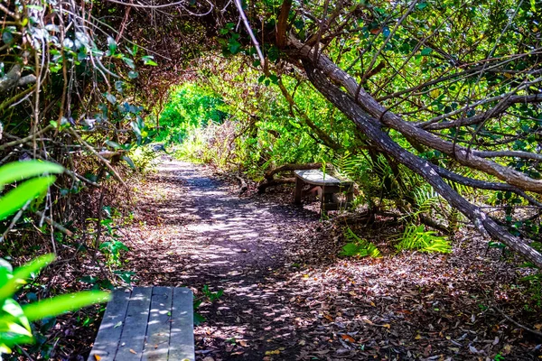Ein Schmaler Pfad Durch Den Wald Mit Holzbänken Und Herbstblättern — Stockfoto