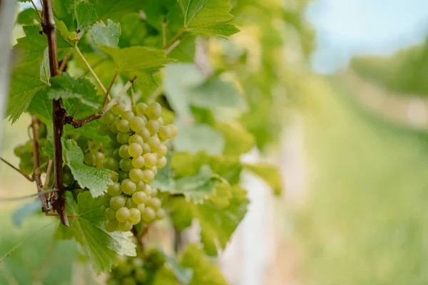 Zbliżenie Ujęcia Dojrzałych Winogron Winnicy — Zdjęcie stockowe