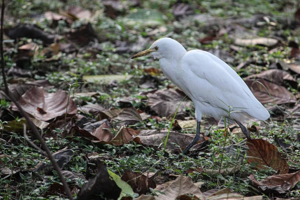 Close Shot Lovely White Egret Walking Grassy Ground Dry Fallen — Fotografia de Stock