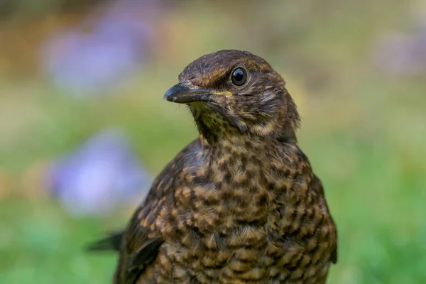 Selective Focus Female Blackbird Field Blurred Background — Stockfoto