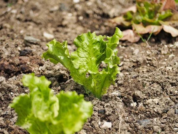 Closeup Shot Green Lettuces Growing Garden Sunlight — Stock Photo, Image