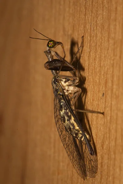 Selective Focus Shot Insect Wooden Surface — Stock Photo, Image