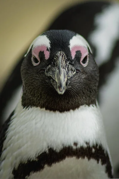 Close Vertical Belo Pinguim Africano Preto Branco Fundo Embaçado — Fotografia de Stock