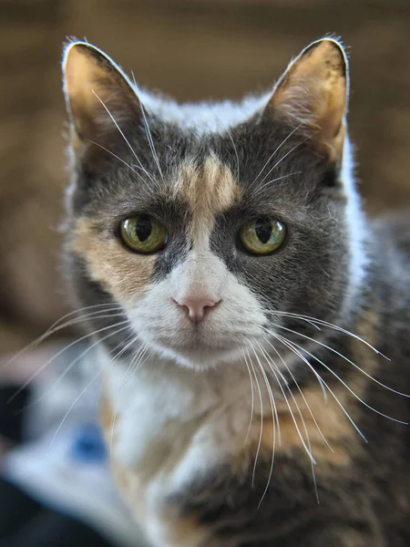 Closeup Shot Green Eyed Cat House — Foto Stock